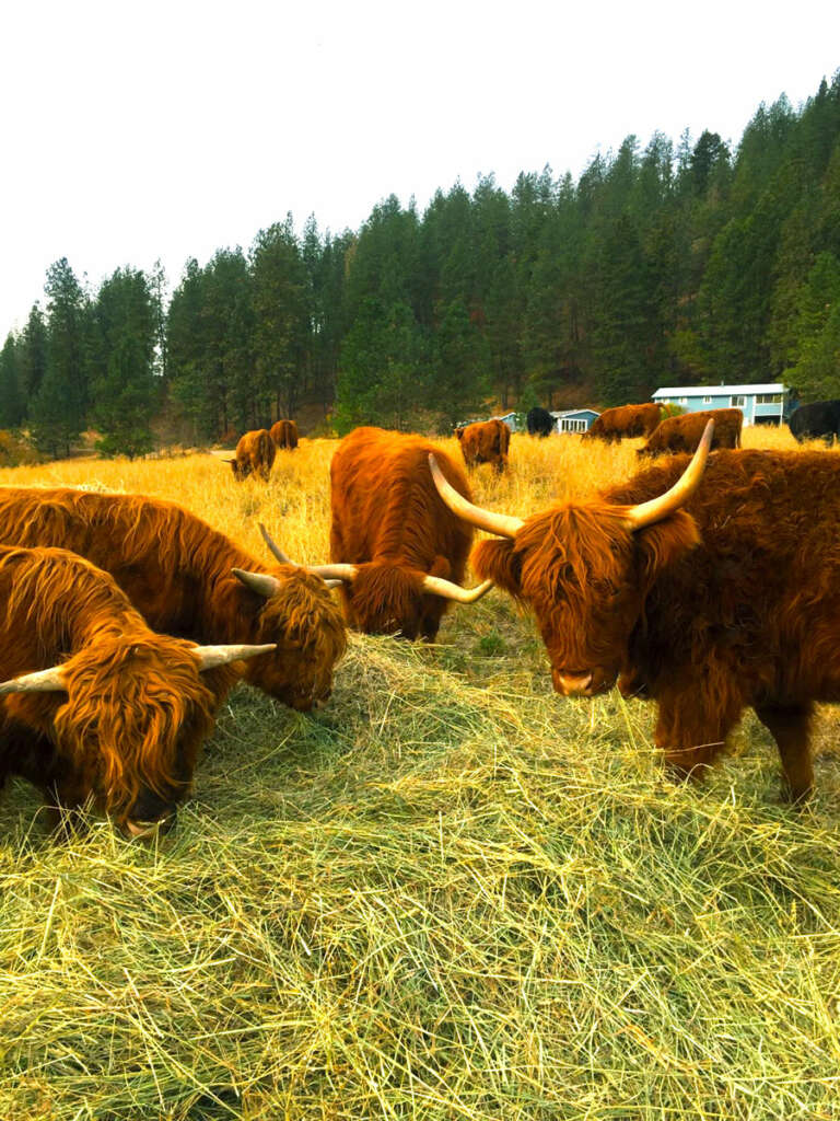 Highland Grass Fed beef at the taysita ranch in washington state