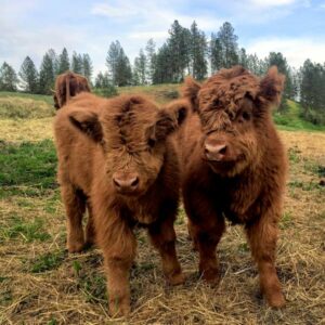 Baby highland cows hanging out on the ranch