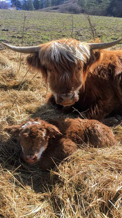 Mother and Baby highland cattle cuddling in the hay